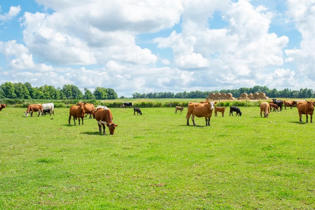 A herd of brown and black cows grazes on a green field under a partly cloudy sky, with trees and hay bales visible in the background.